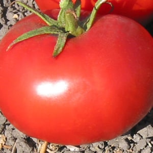 Atkinson Tomato Seeds | Heirloom | Organic