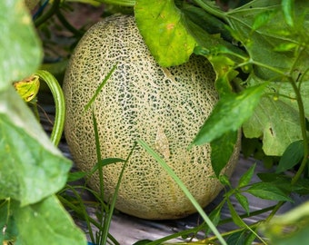 Honey Rock Melon Seeds | Heirloom | Organic