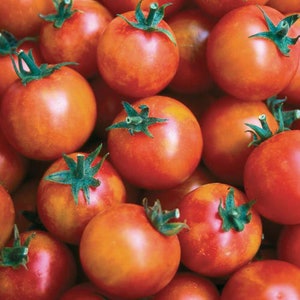 May include: A close-up of a group of red tomatoes with green stems. The tomatoes are arranged in a cluster, with some overlapping. The tomatoes are ripe and have a glossy finish.