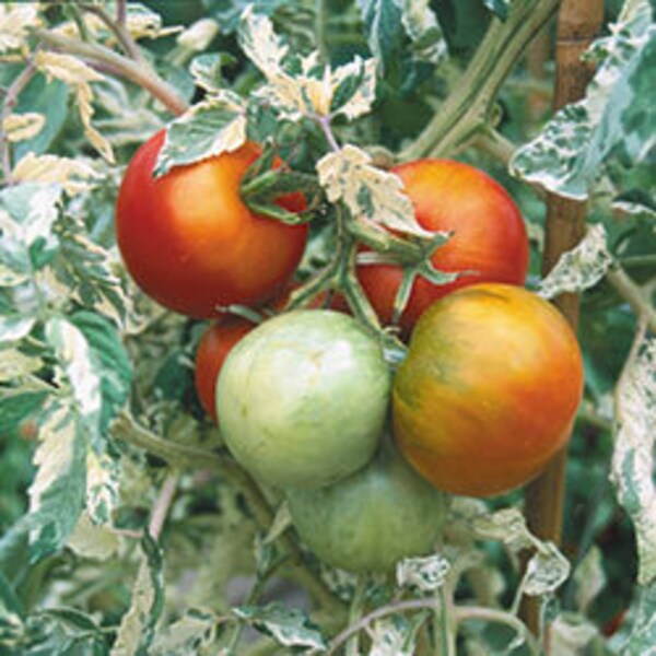 Variegated Tomato Seeds | Organic