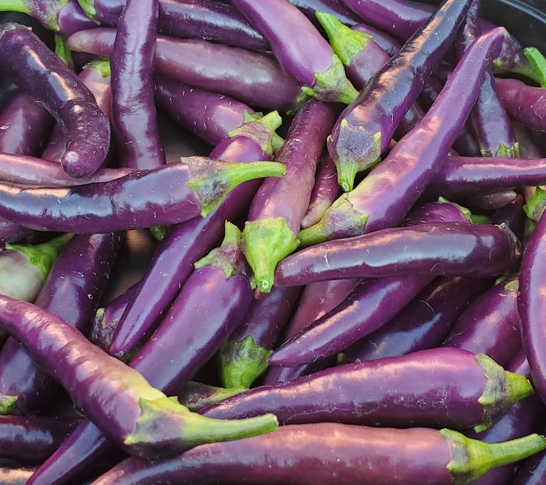 Purple Cayenne Pepper Seeds | Hot | Organic