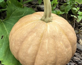 Seminole Pumpkin Seeds | Heirloom