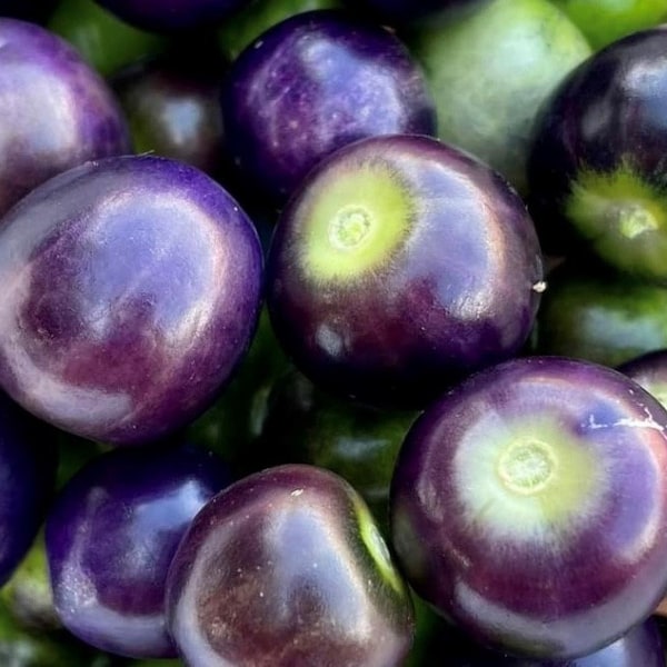 Purple Tomatillo Seeds | Heirloom | Organic