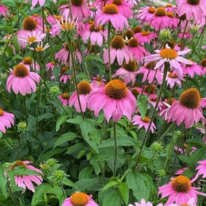 Purple Coneflower Echinacea Seeds  | Heirloom | Organic | Native