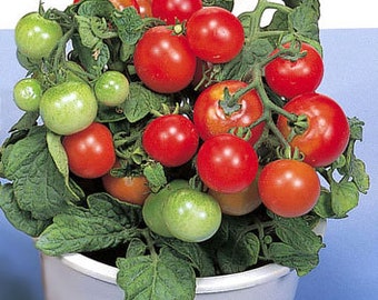 Red Robin Tomato Seeds | Organic