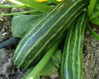 Cocozelle Zucchini Samen | Erbstück | Bio | Sommerkürbis