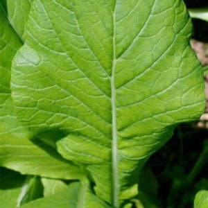 Komatsuna Mustard Seeds | Heirloom | Organic