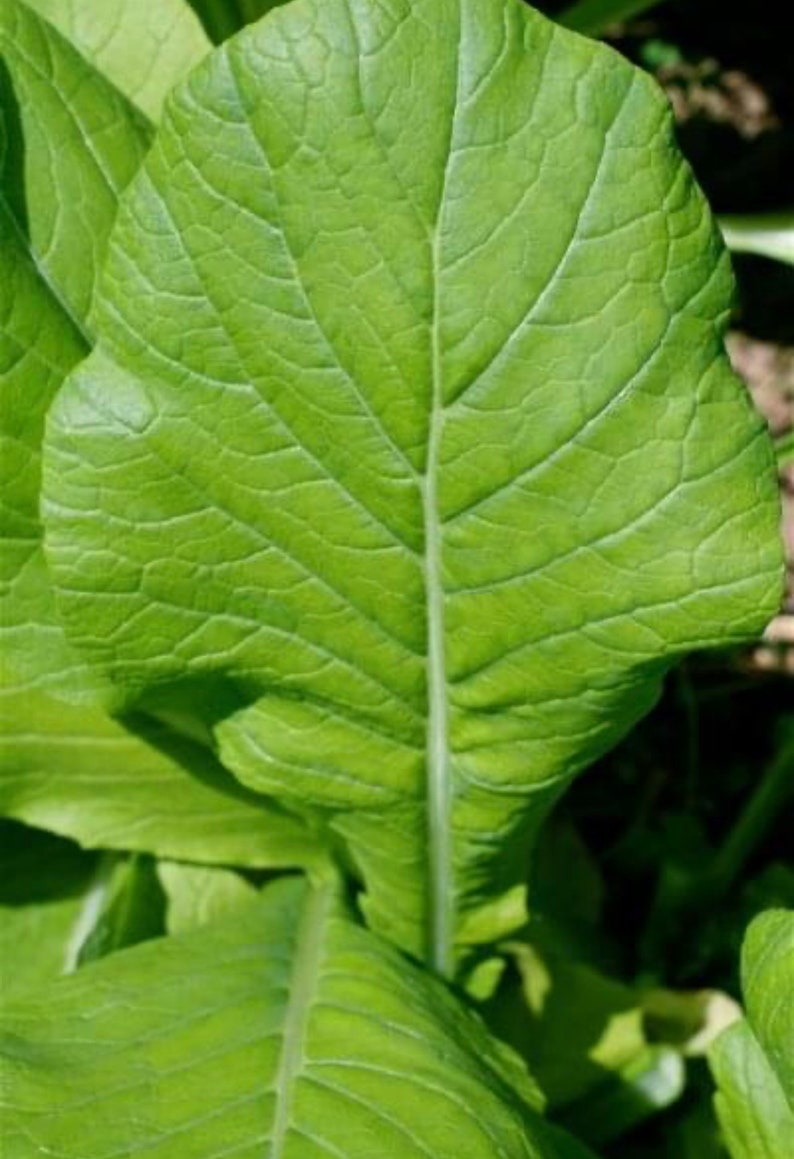 Komatsuna Mustard Seeds | Heirloom | Organic