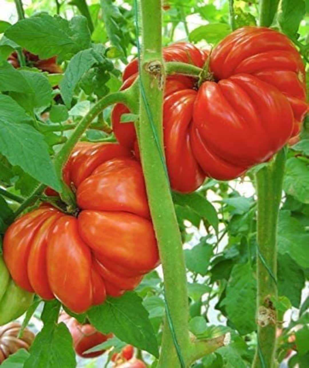 Mushroom Basket Tomato Seeds Heirloom Organic Etsy
