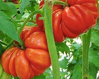 May include: Two large, red, heirloom tomatoes growing on a vine. The tomatoes have a unique, bumpy texture and are ripe and ready to be harvested.