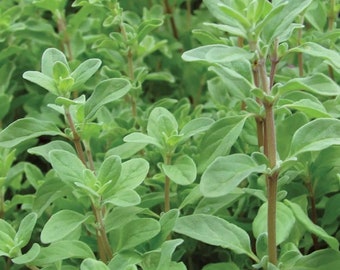 Sweet Marjoram Seeds | Herb