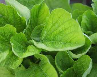 Green Leaf Amaranth (Lu Hsien) Seeds