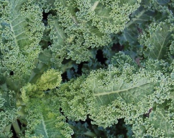 Dwarf Blue Curley Scotch Kale Seeds | Heirloom | Organic