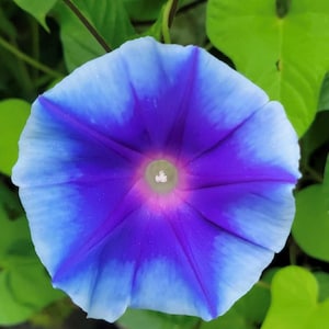 May include: A blue and purple morning glory flower with a white center. The flower is in focus and the background is blurred.