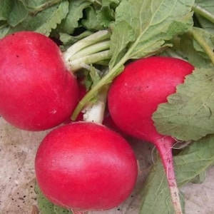 Crimson Giant Radish Seeds | Heirloom | Organic