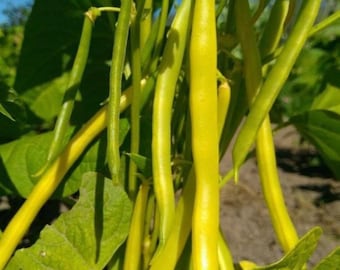 Nasiona fasoli żółtej Gold Rush | Odmiany tradycyjne | Organiczne