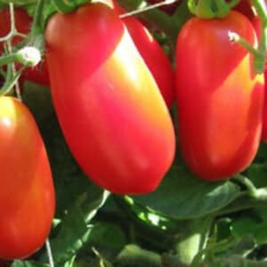 May include: Close-up of a cluster of red, elongated tomatoes hanging on a vine. The tomatoes are smooth and glossy, with a slightly pointed tip.