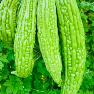 Graines de melon amer à peau verte