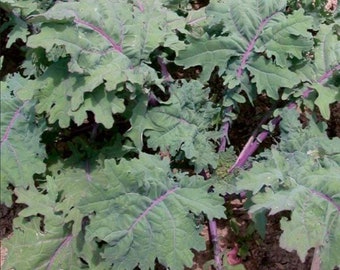 2,000 Kale Portuguese Seeds - Couve Tronchuda, Non-GMO Heirloom, Free Shipping