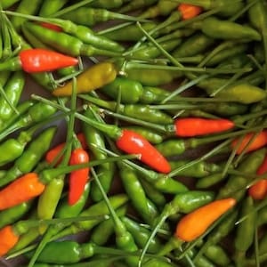 Garden Bird Thai Pepper Seeds | Hot | Heirloom | Organic