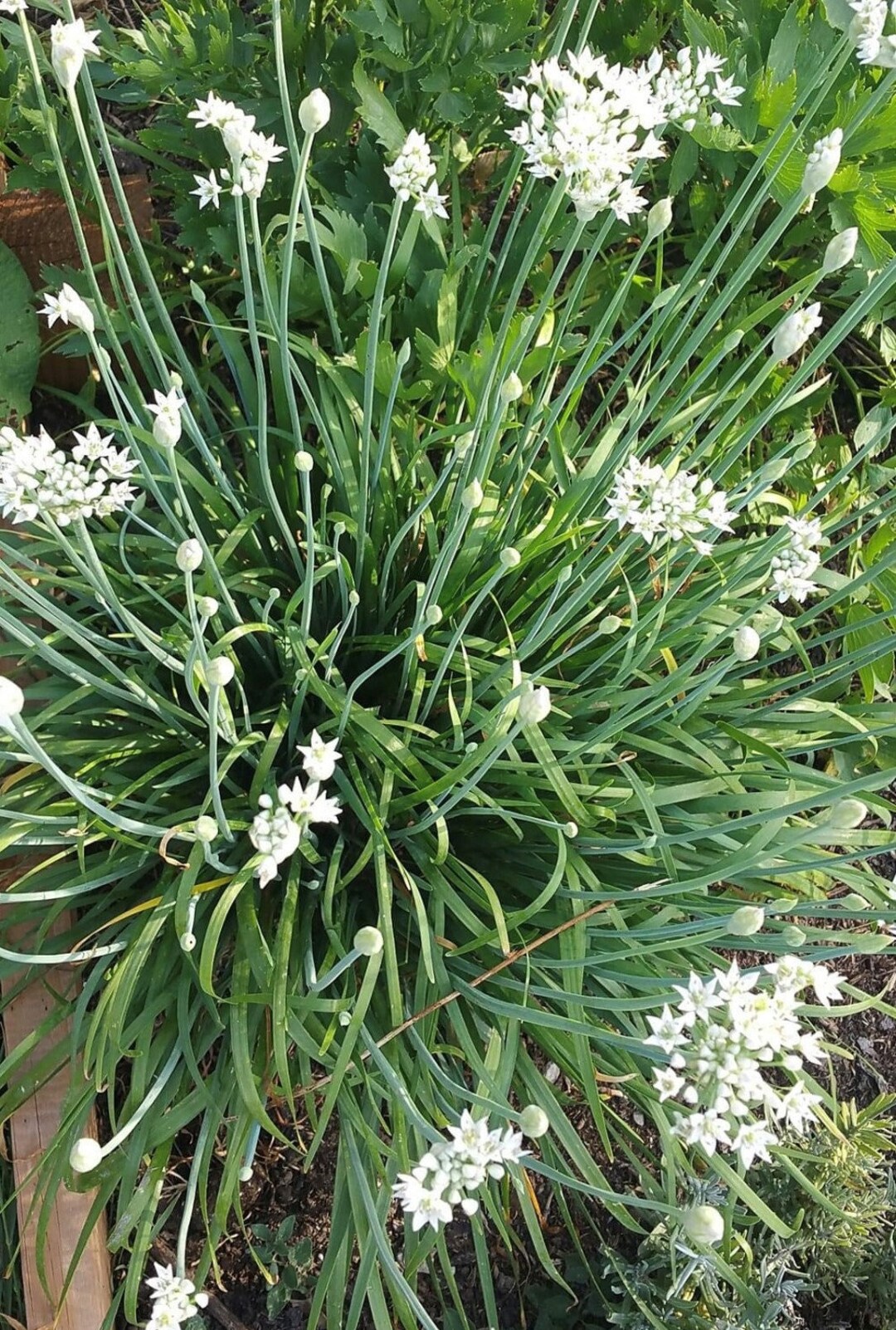 Garlic Chives Seeds Organic Etsy