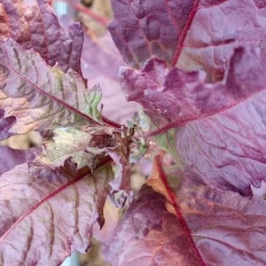 Oaxaca Red Epazote Seeds | Herb