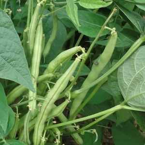 Provider Green Bush Bean Seeds | Heirloom | Organic