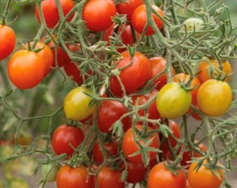 Red Centiflor Tomato Seeds | Organic