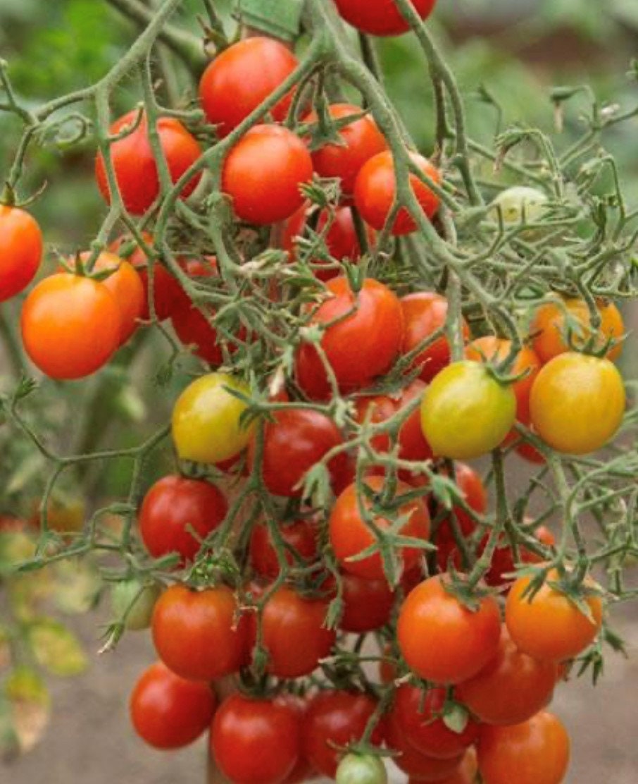 Rote Centiflor Tomate Samen | Bio