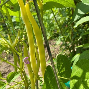 Cherokee Wax Yellow Bean Seeds | Heirloom | Organic