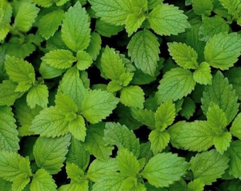 Semillas de melisa / Reliquia / Hierba / Orgánica