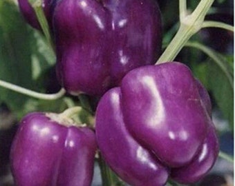 Lilac Bell Pepper Seeds | Sweet | Organic