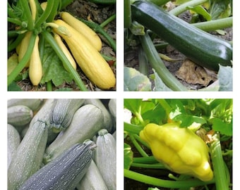 Collection de courges d'été | Graines