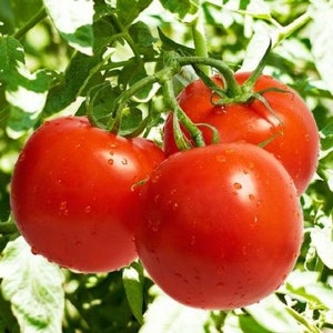 May include: Close-up of three ripe, red tomatoes on the vine. The tomatoes are round and have a glossy surface, with visible water droplets. Green stems and leaves surround the tomatoes, creating a natural, fresh look. The image is well-lit, highlighting the vibrant colors.