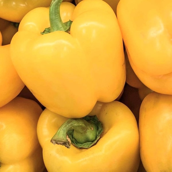 Canary Yellow Bell Pepper Seeds | Sweet | Organic