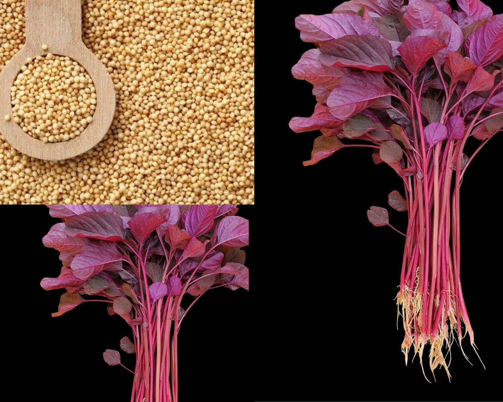 2000 Seeds Red spinach Asian Vegetables seeds Etsy