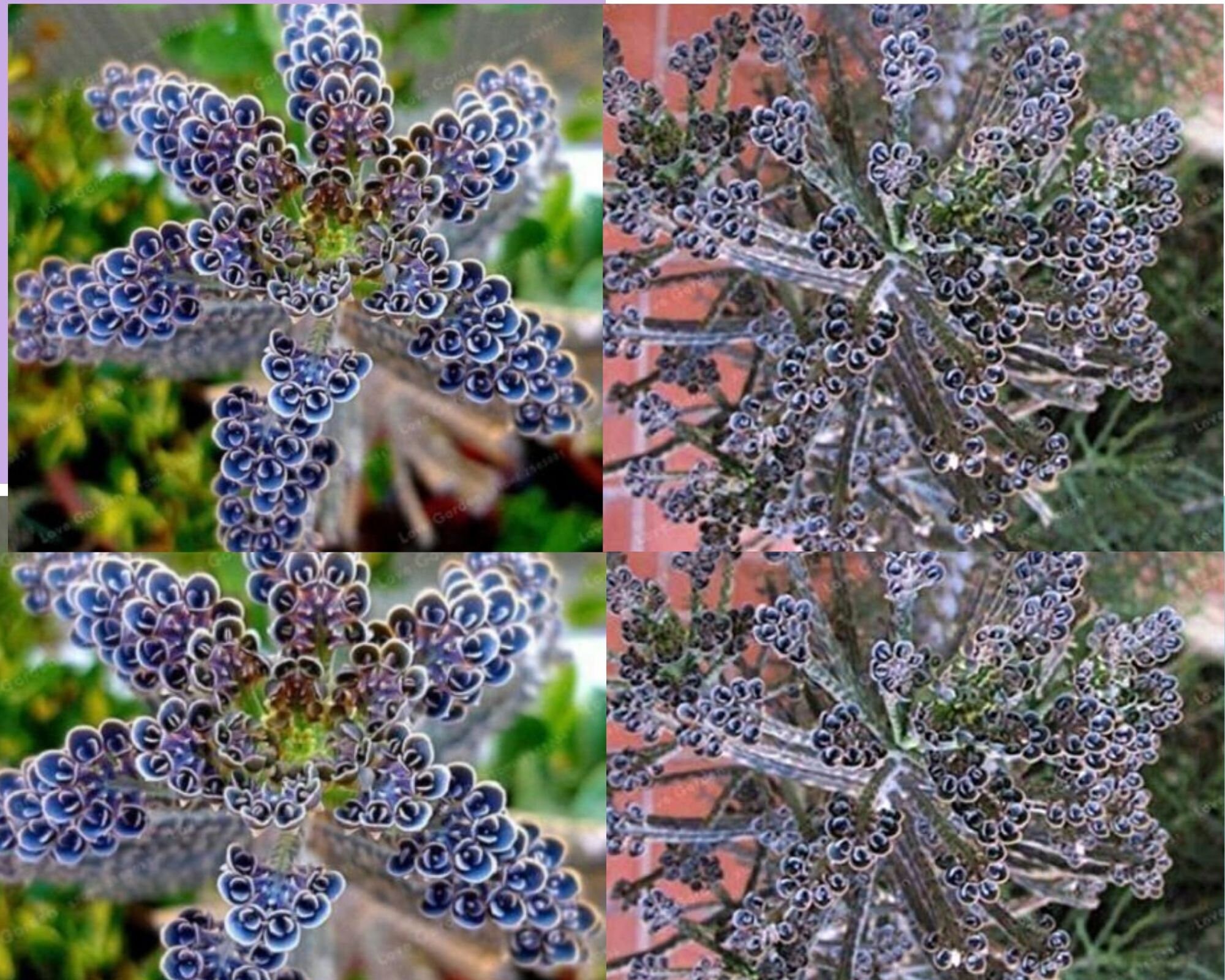 25 Seed Flowers Succulent Rare Dark Blue Kalanchoe | Etsy