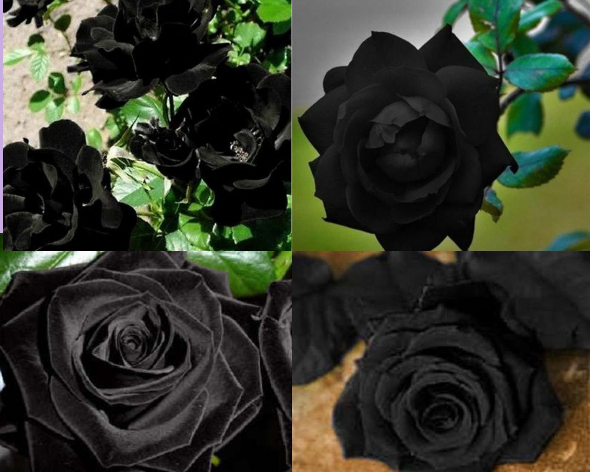 10 Seeds Black Rose Bush Perennial Shrub Etsy