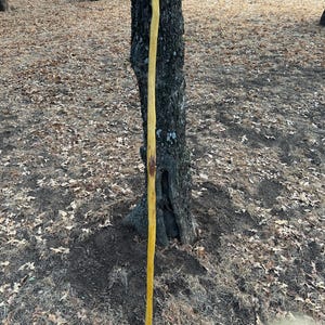 May include: A long, slender walking stick made of natural wood with a smooth, polished yellow-brown finish. The stick features a slightly curved, organic shape with a visible dark knot near the centre, showcasing the natural grain and texture.