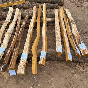 May include: A collection of rough-hewn wooden beams, varying in color from light tan to dark brown, are arranged on a bed of logs and dirt. Each beam has a unique shape and texture, with some displaying natural curves and knots. Small tags are attached to some beams.