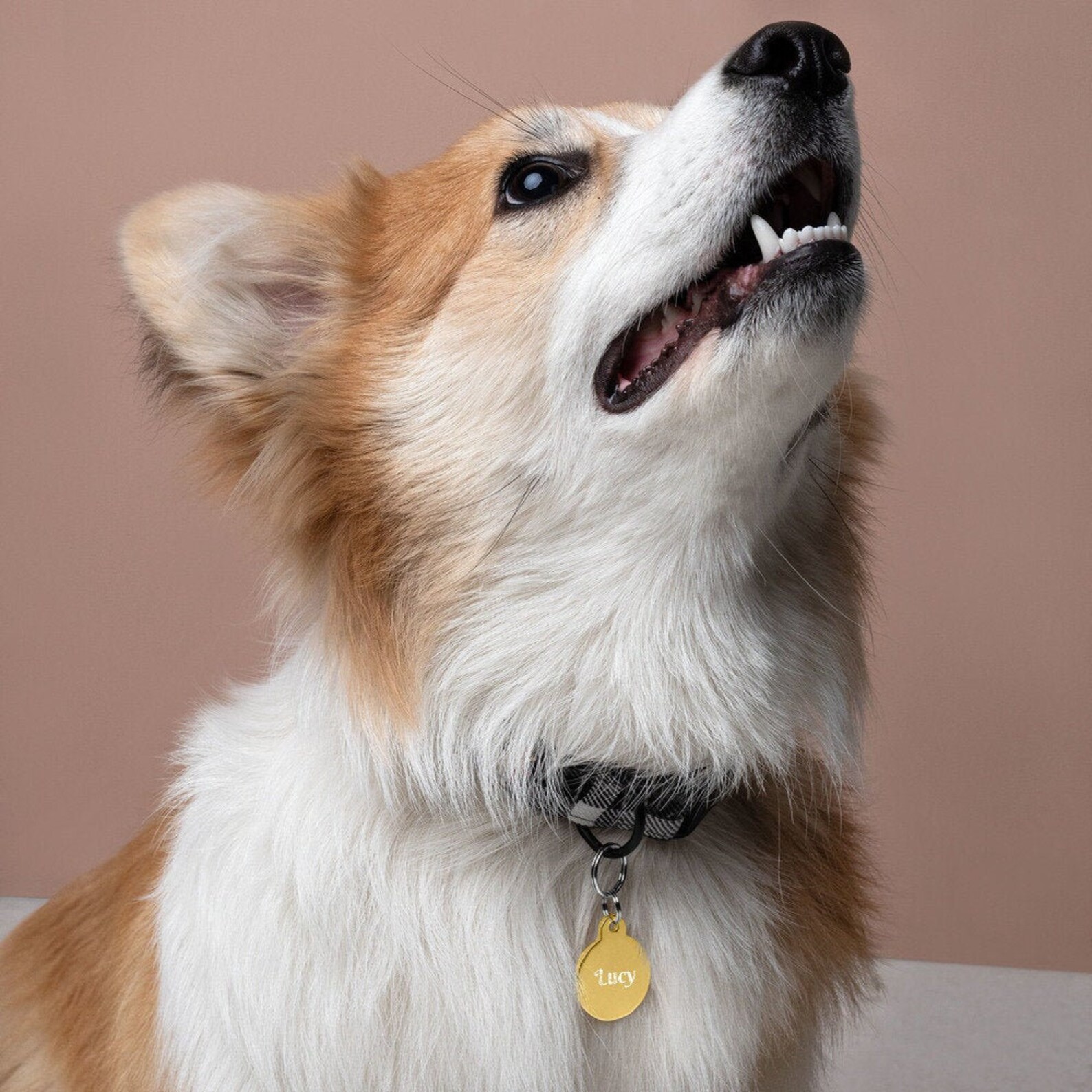 cute dog id tags cute dog id tags