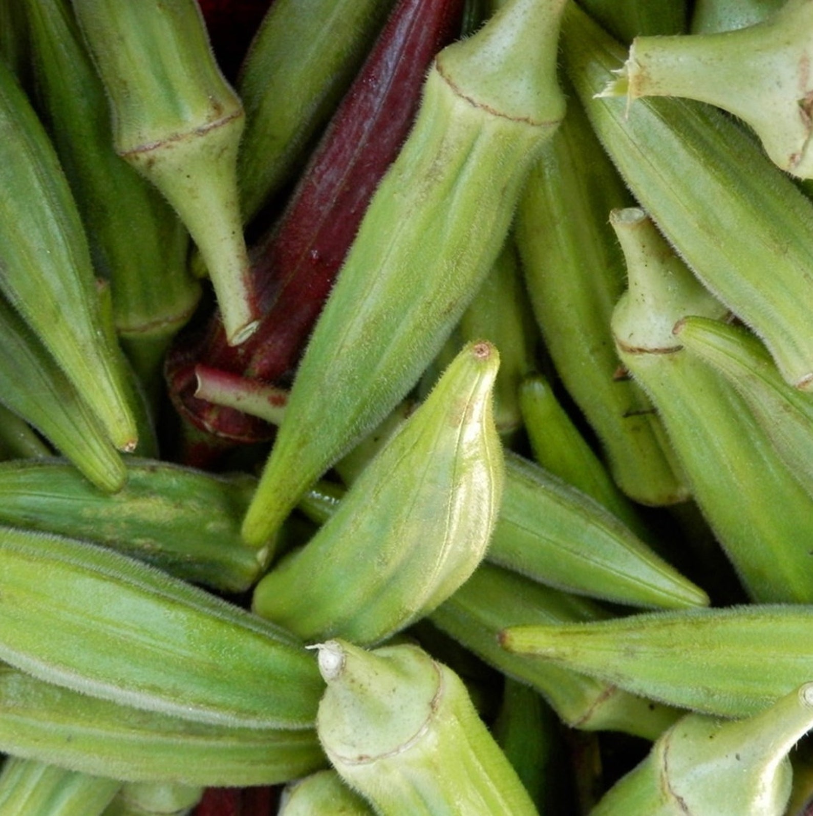 Okra Organic Seeds Heirloom Open Pollinated Non GMO Grow Etsy
