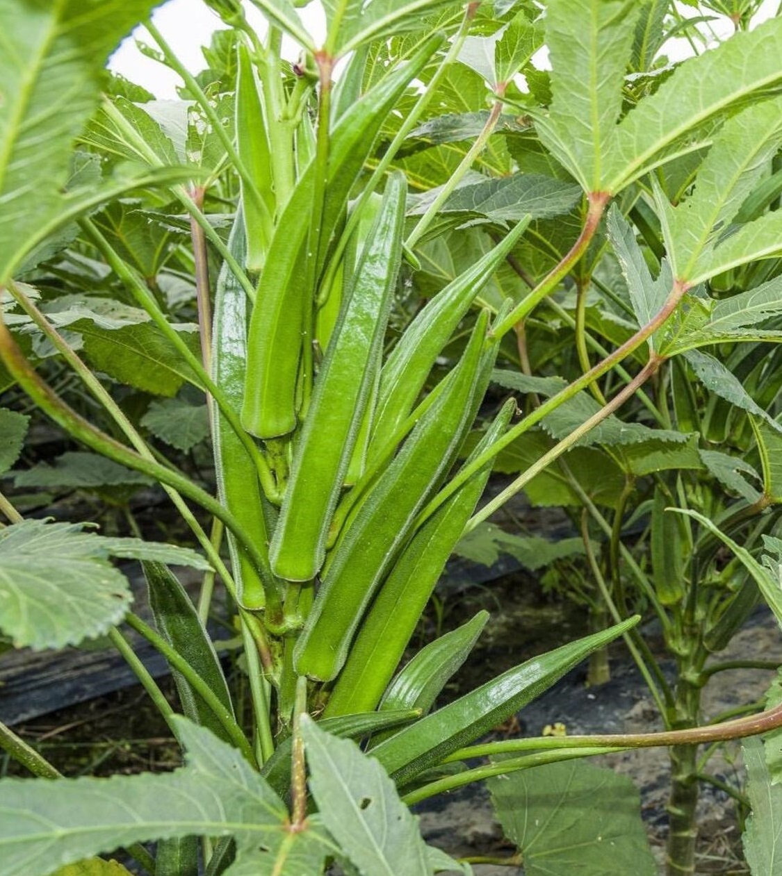 Okra Organic Seeds Heirloom Open Pollinated Non GMO Grow Etsy