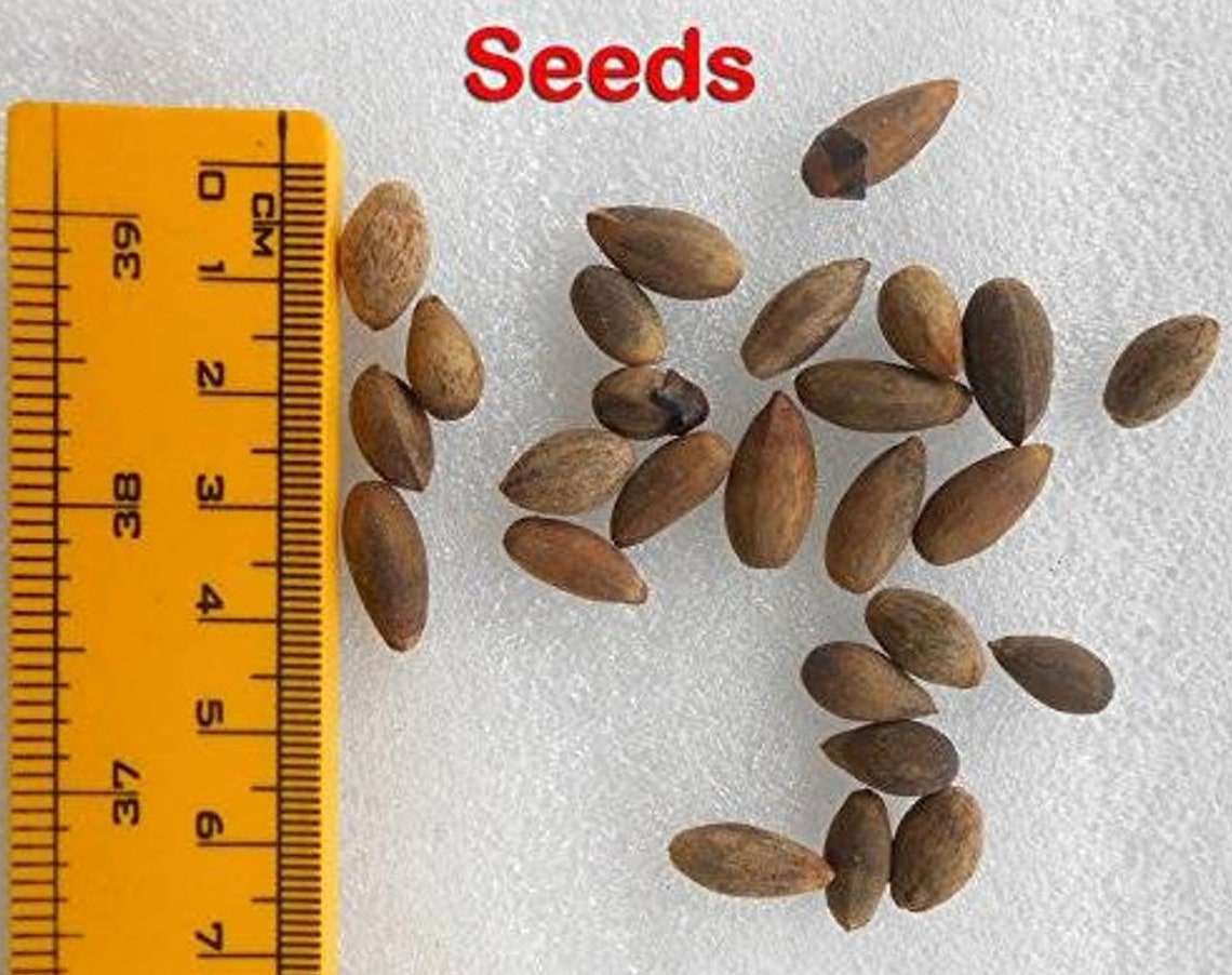 Ceylon cinnamon seeds cinnamon seeds Cinnamomum Zeylanicum Etsy