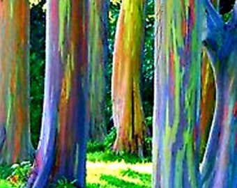 Rainbow Eucalyptus Etsy