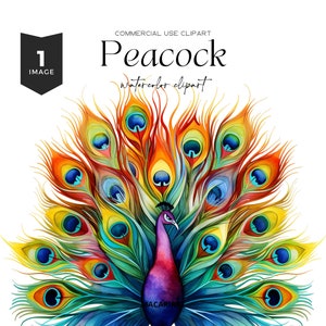 Peacock Clipart Watercolor Bird Boho Peacock Art Peacock Feathers Peacock Png Cute Animal Clipart Sublimation PNG Digital Download