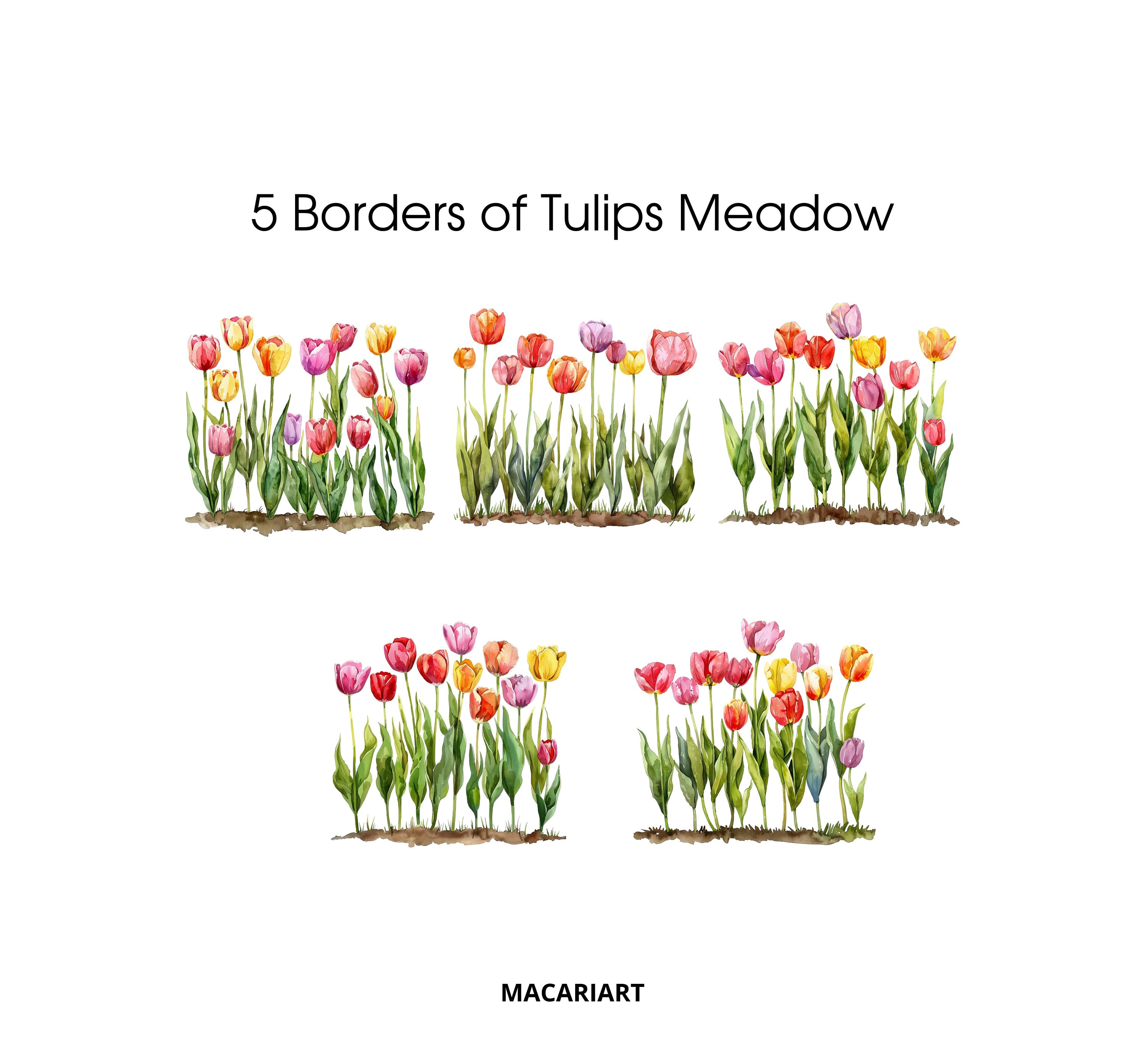 Watercolor Tulips Clipart Spring Flowers Tulip Png Watercolor Flower ...
