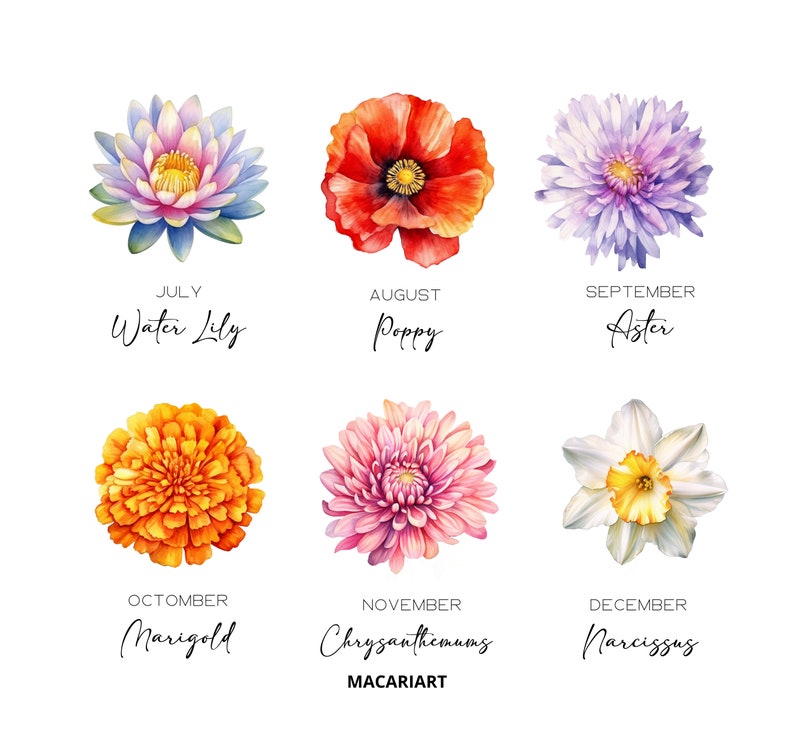 K&ouml;nnte beinhalten: Aquarellillustration von sechs verschiedenen Blumen: Seerose, Mohnblume, Aster, Ringelblume, Chrysantheme und Narzisse. Jede Blume ist mit ihrem Namen und dem Bl&uuml;hmonat beschriftet. Der Name des K&uuml;nstlers, MACARIART, steht unten.