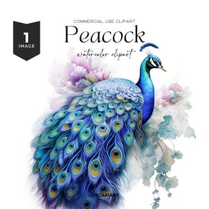 Peacock Clipart Watercolor Bird Boho Peacock Art Peacock Feathers Peacock Png Cute Animal Clipart Sublimation PNG Digital Download