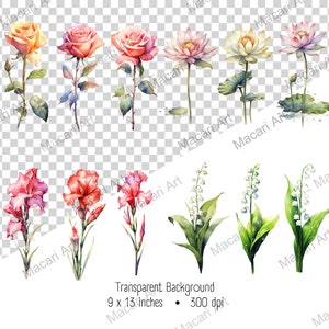 May include: A collection of watercolour floral illustrations, including roses, lotus flowers, gladioli, and lily of the valley. The image text indicates a transparent background and dimensions of 22.86 x 33.02 cm.